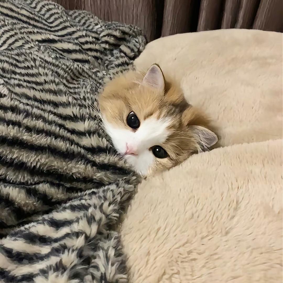 ∞-..-cc