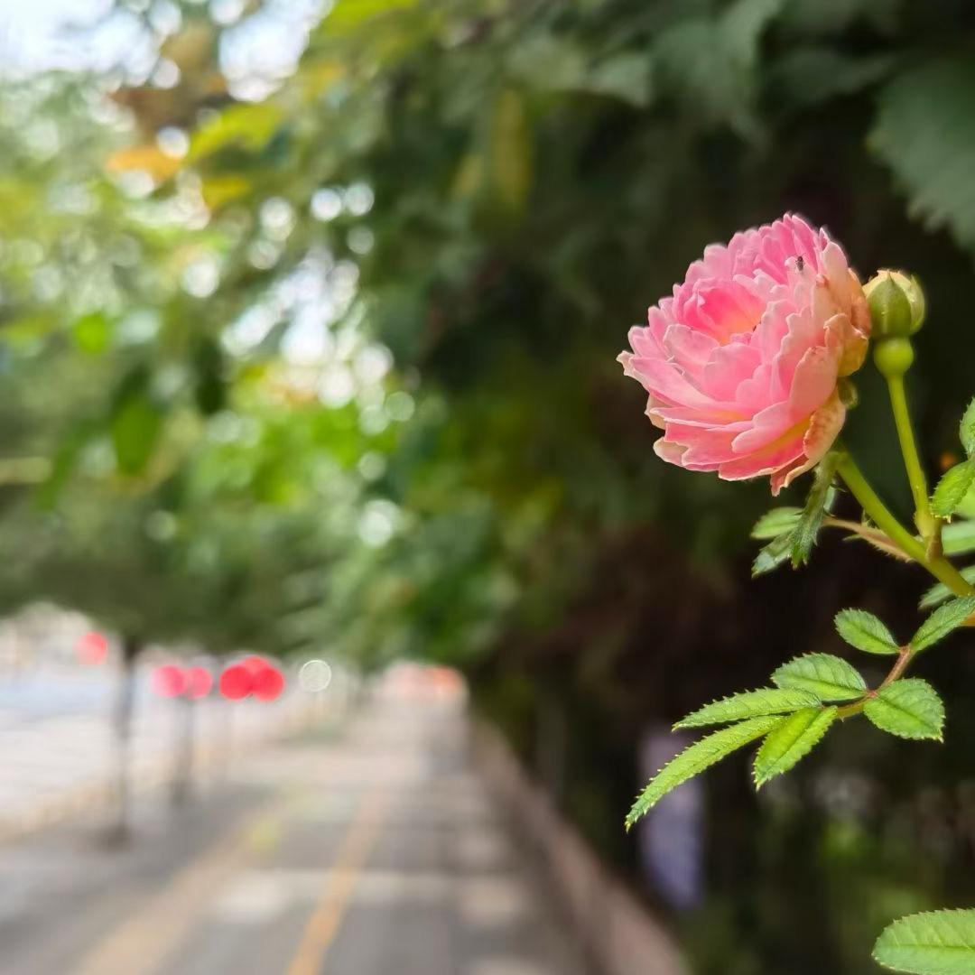 平安喜乐🌸