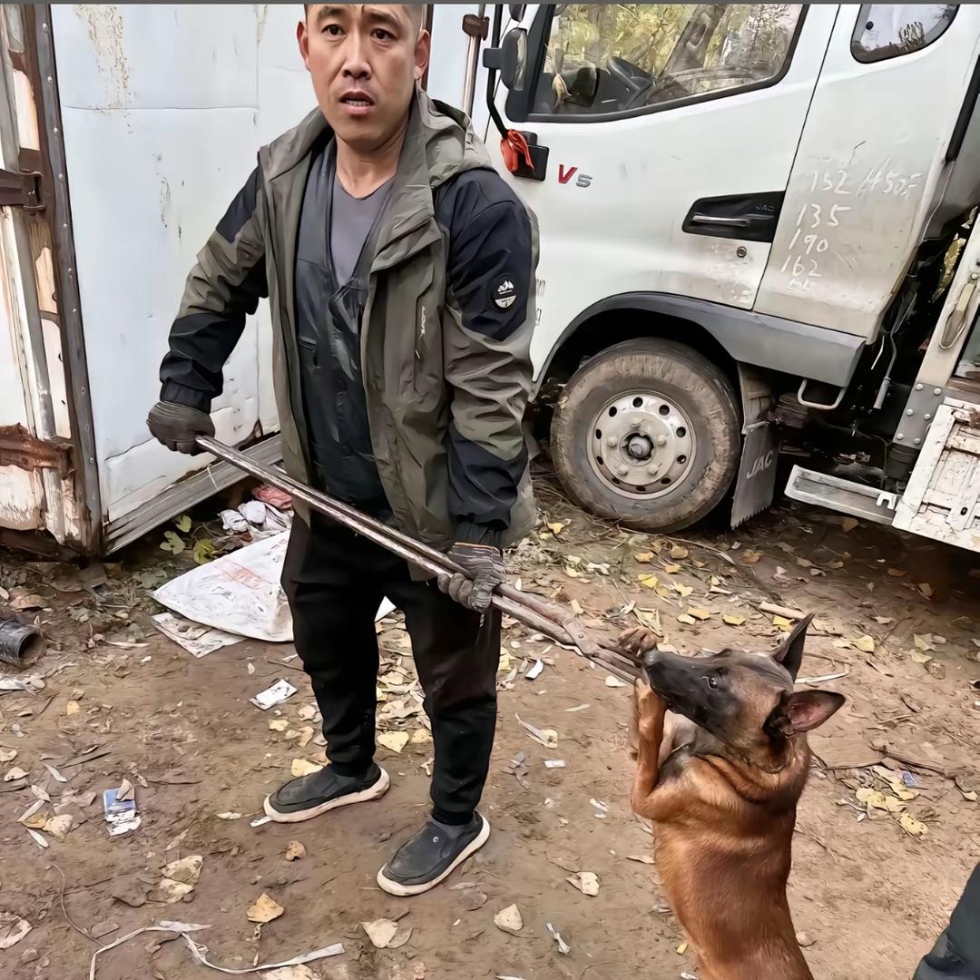 集帅（专业套狗）