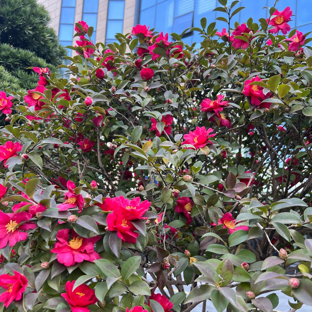 花开才能富贵