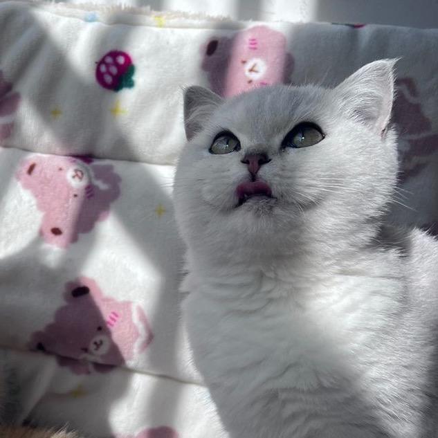 十一和二月妹妹