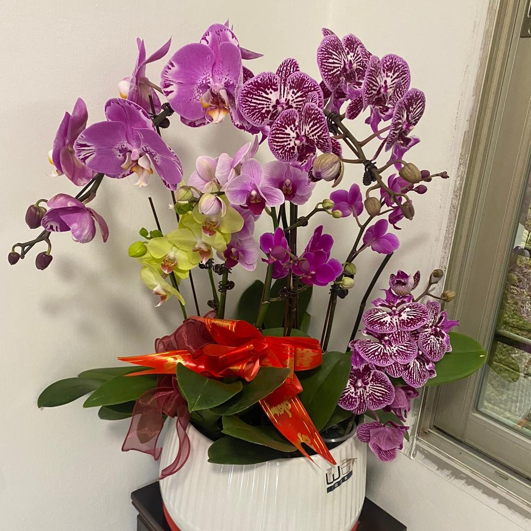 芒果🥭