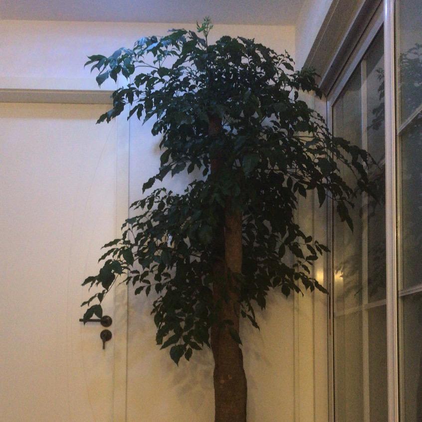 涵睿
