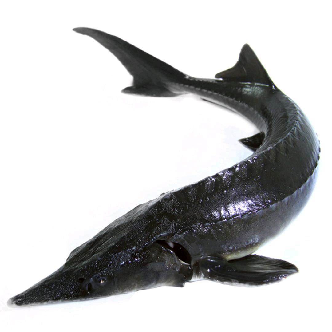 能逗中华鲟养殖区 导航行了