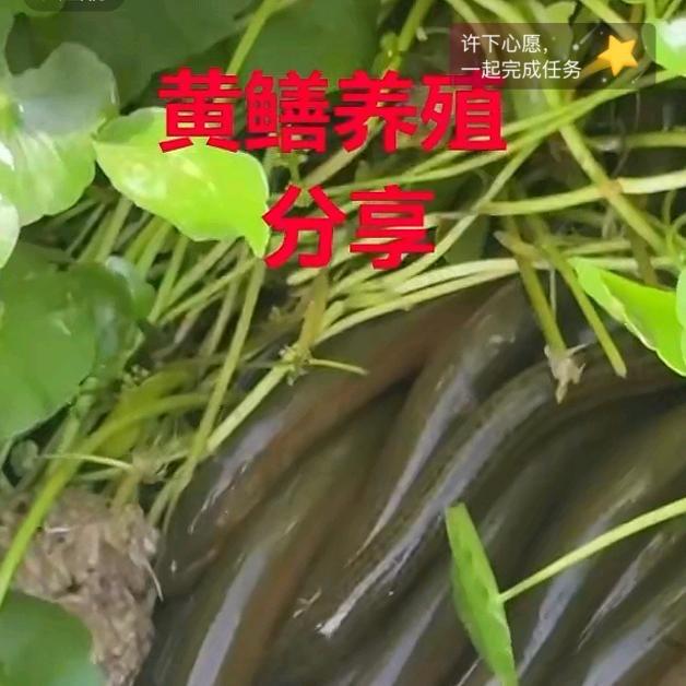 黄鳝养殖基地—毛毛