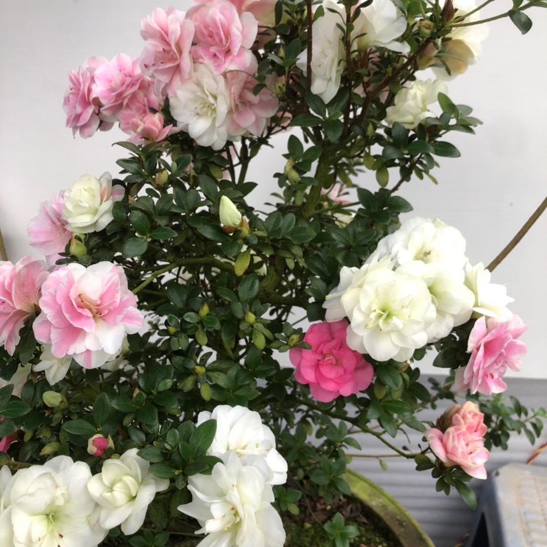 友谊花缘