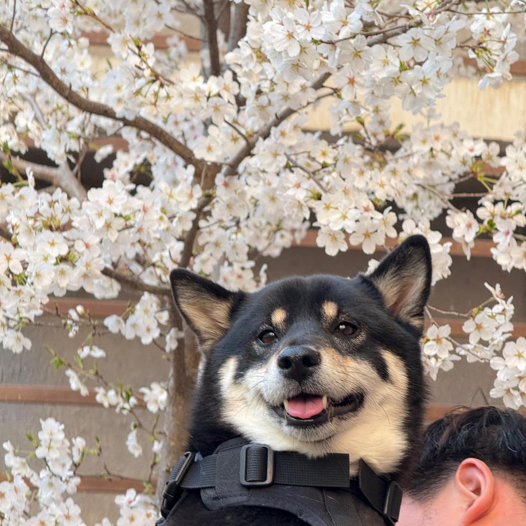 胖虎吃不完