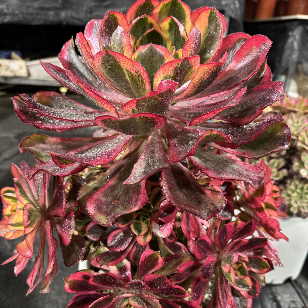 暖暖多肉法师植物园