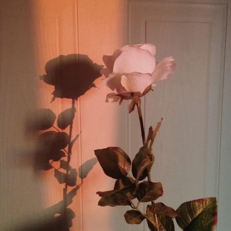 云卉商城（鲜花批发）