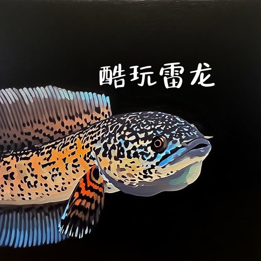 酷玩雷龙严选