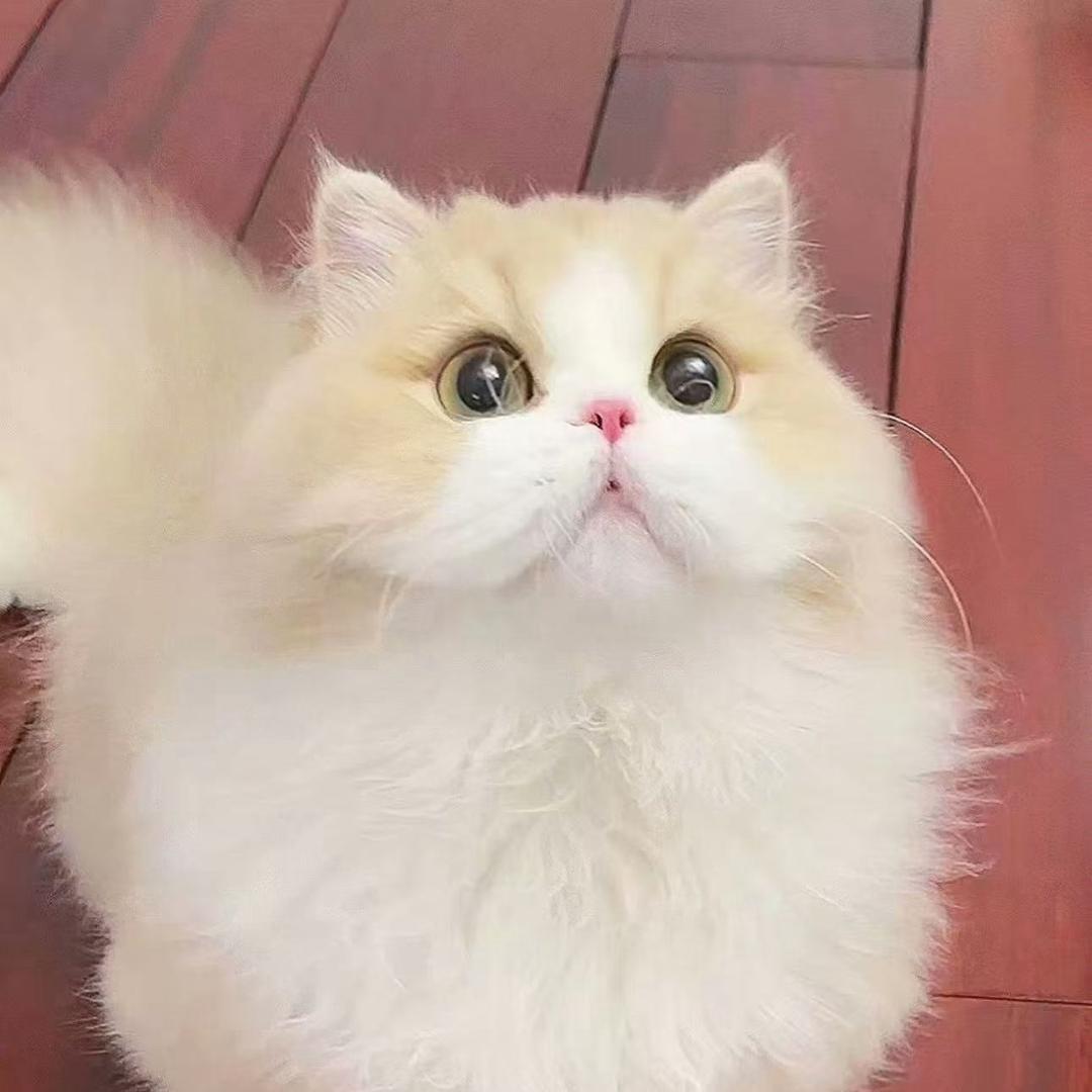 公爵猫馆💎