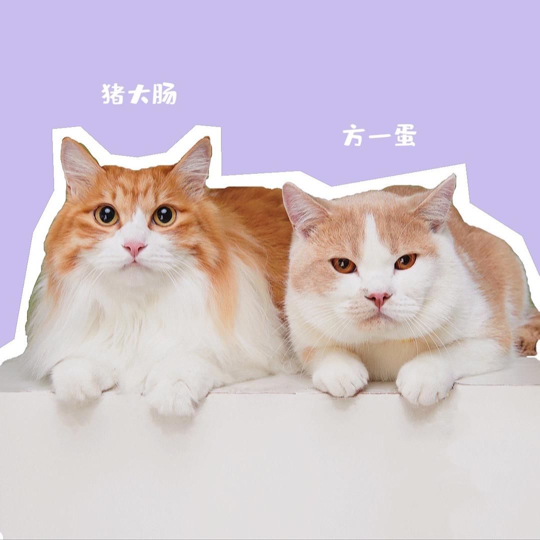 🐷大肠是只猪