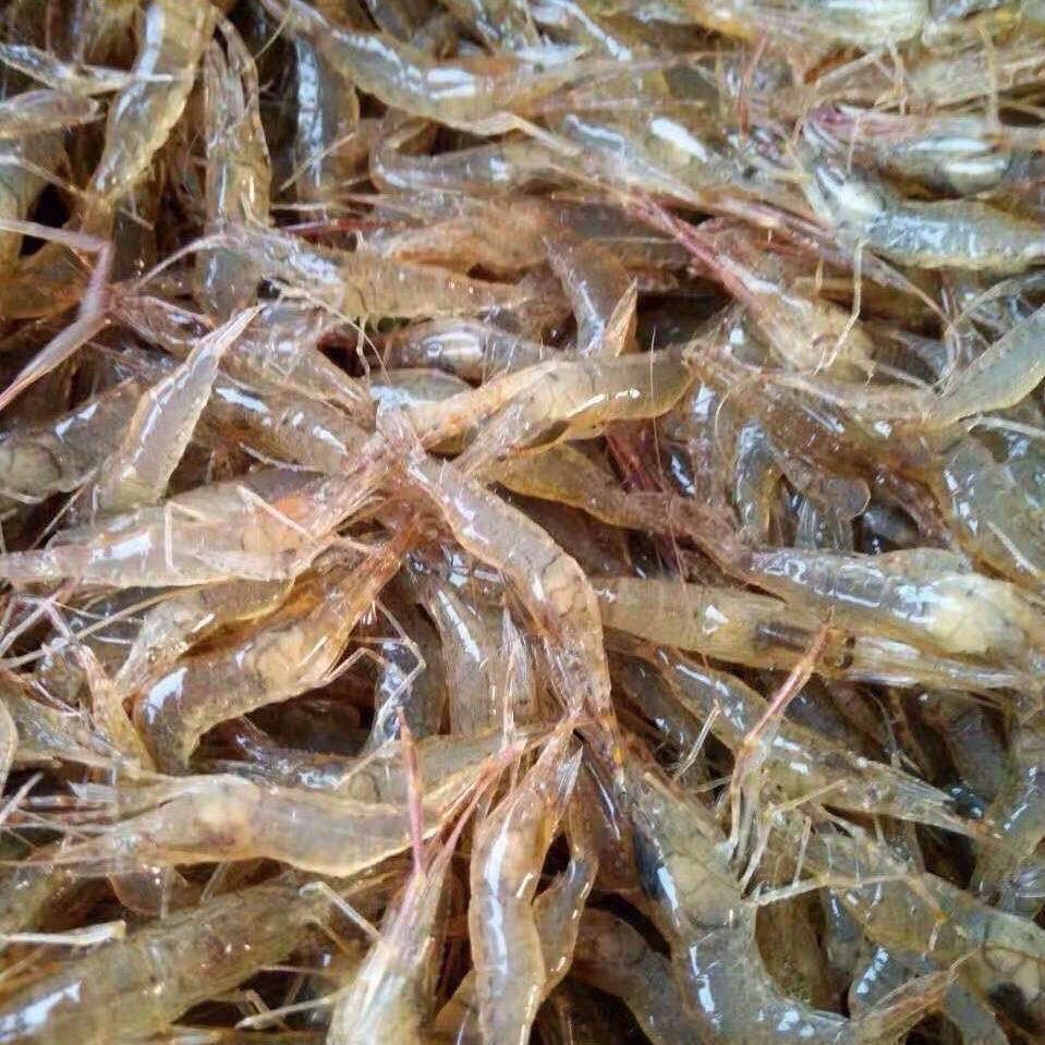 文哥水产种苗培育及销售