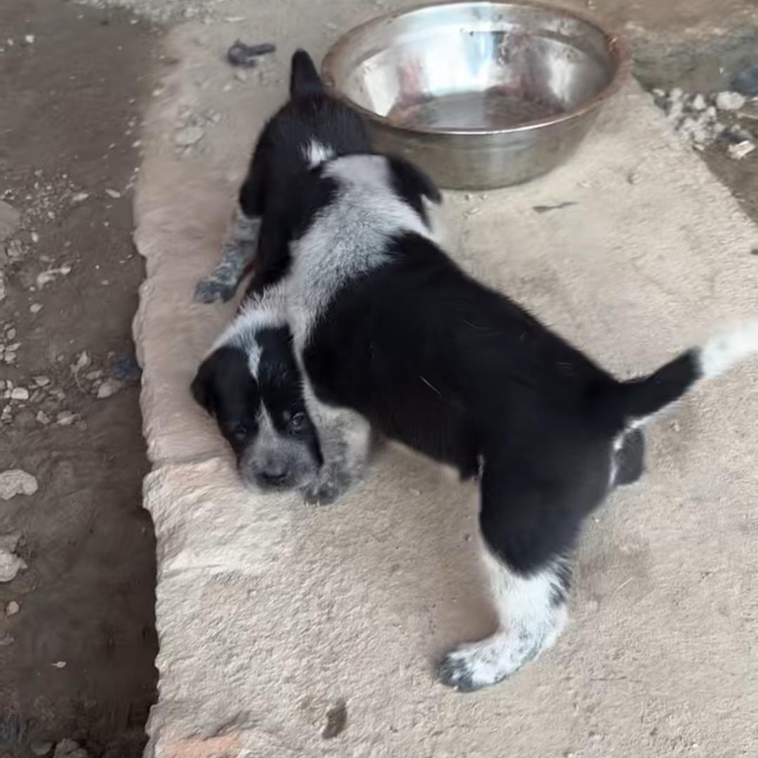 台州小马哥极品犬舍