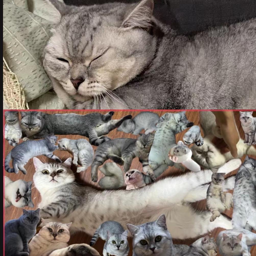 羊羊的洗地机小屋🛖