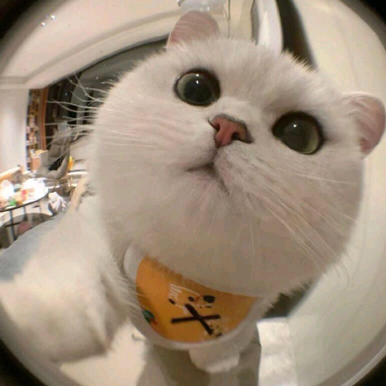 猫喵美食记