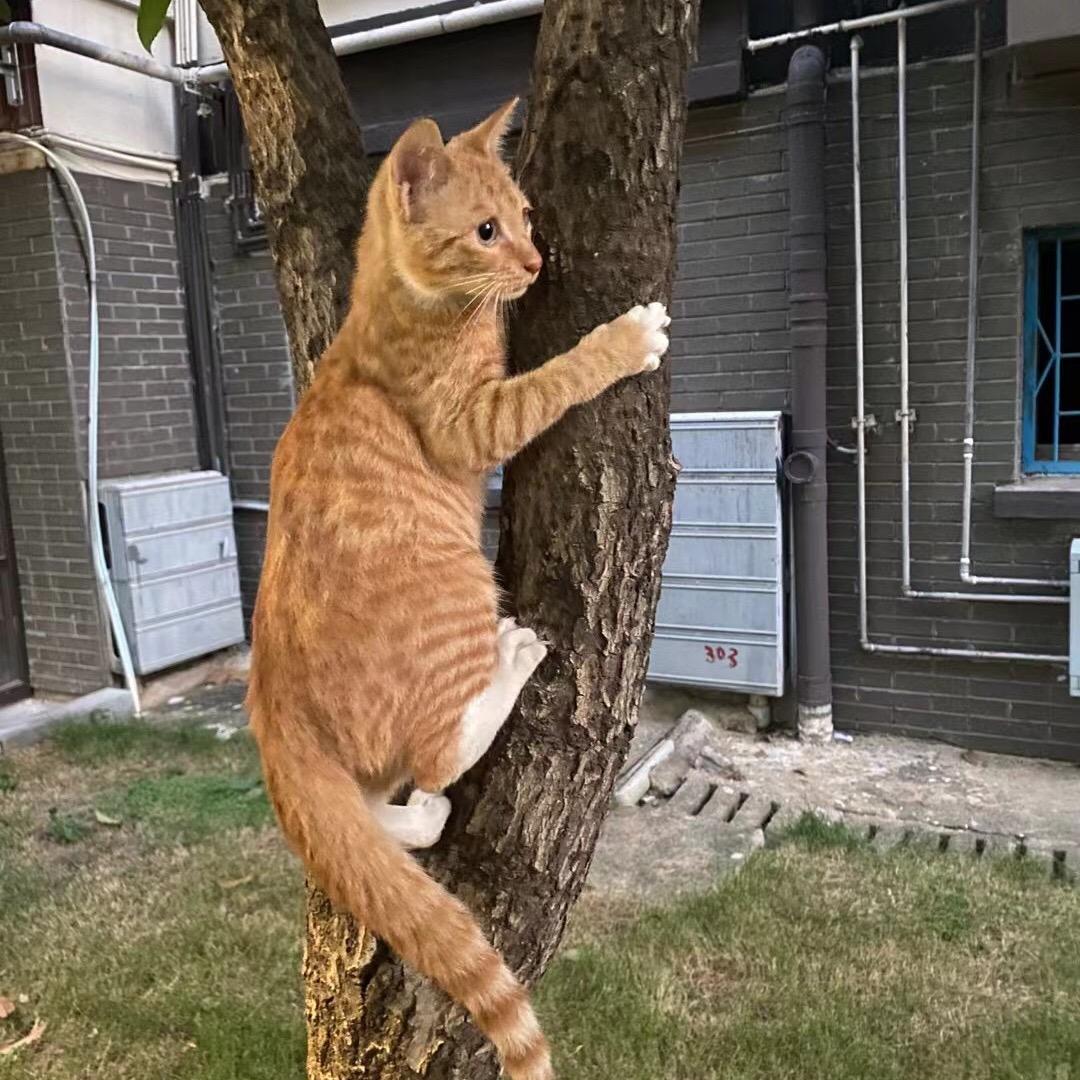 爱吃辣椒的呆桃