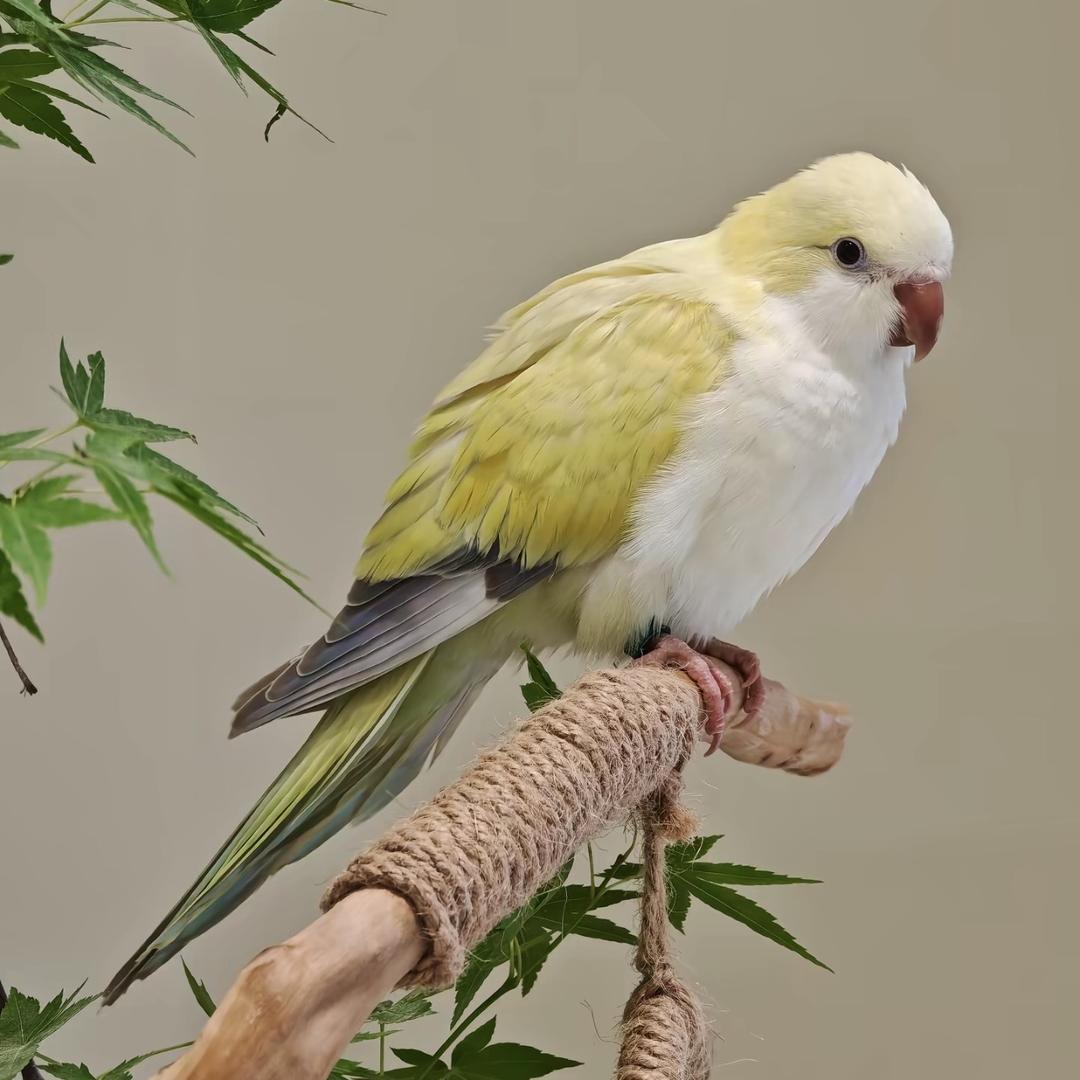 鹦缘阁萌宠萌鹦