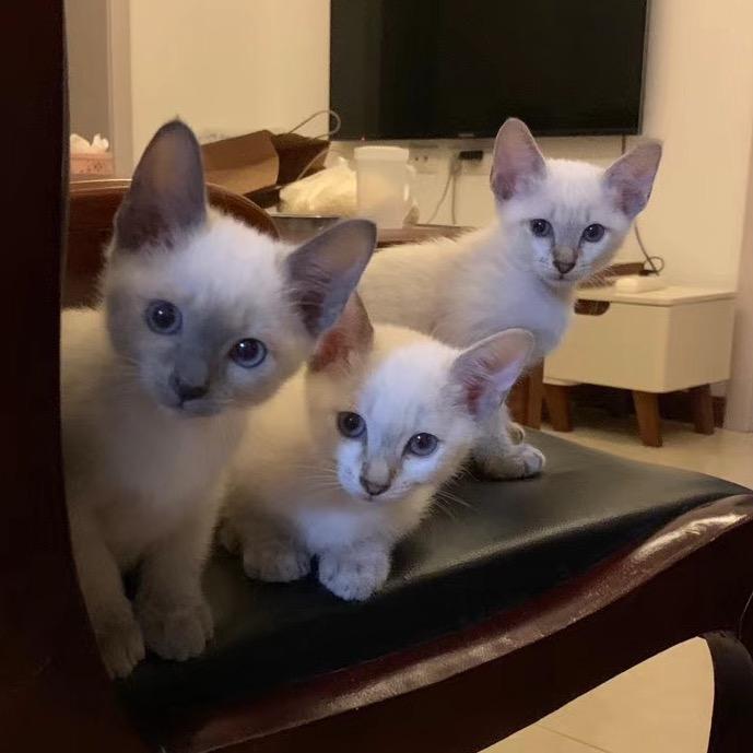 猫咪的干饭日记