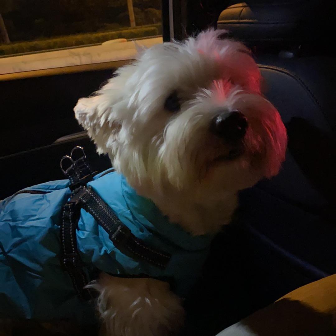 小狗能有什么坏心思呢