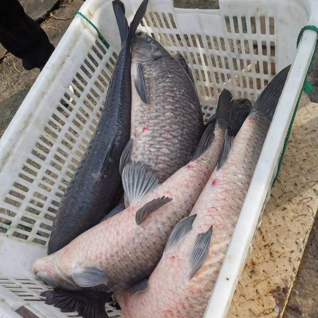 小鱼农庄