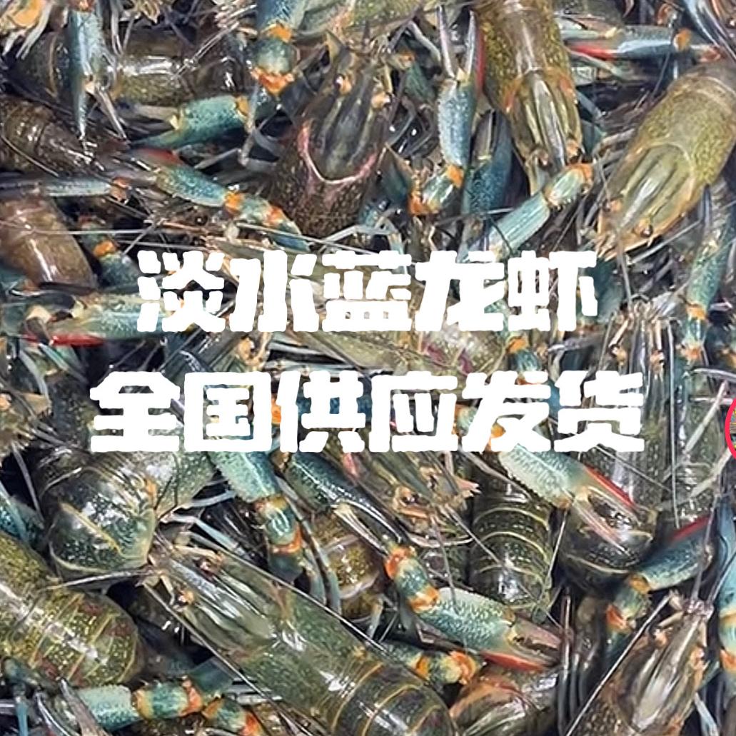 蓝龙鲜供站