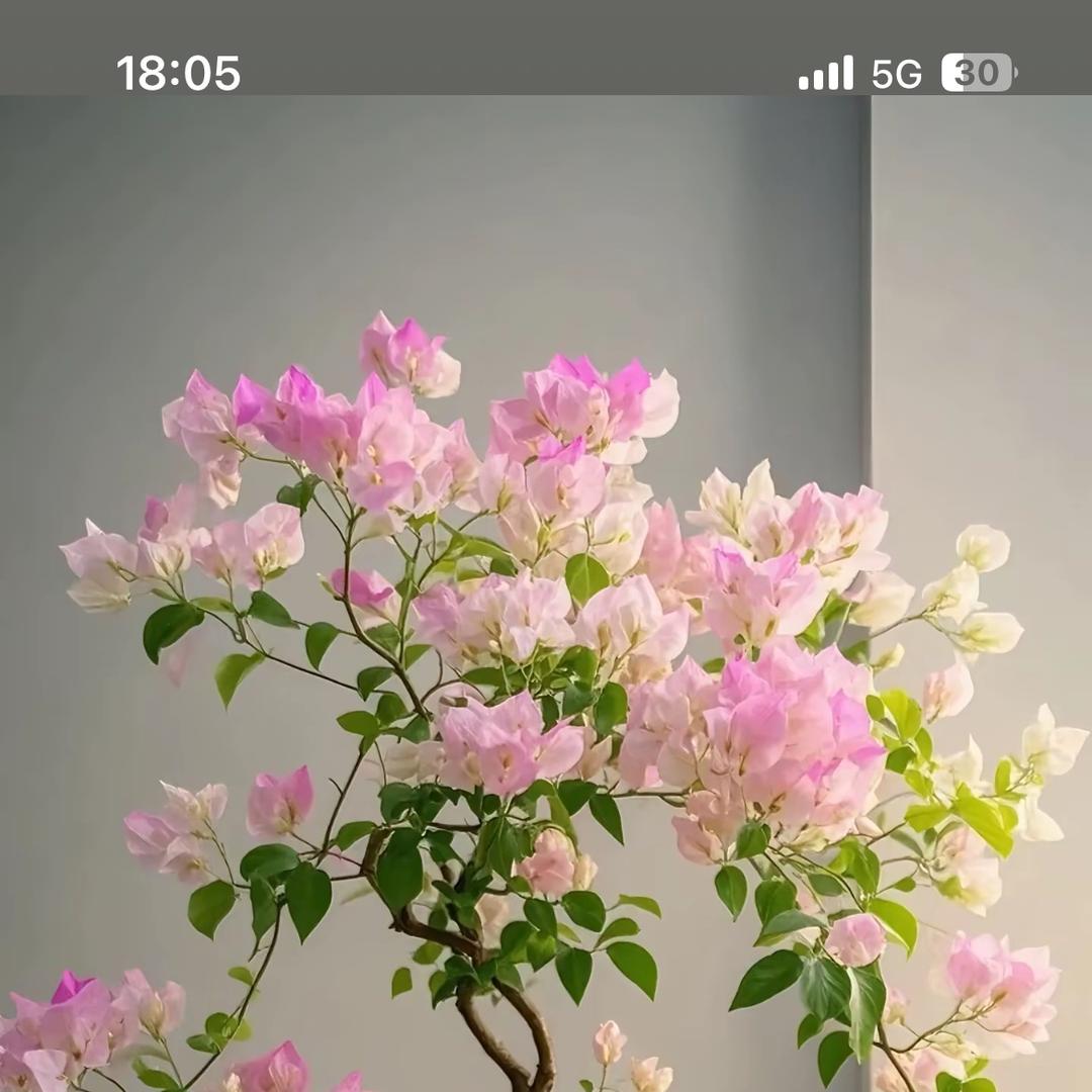 啊翔盆景