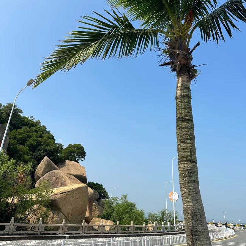 一念无花头像