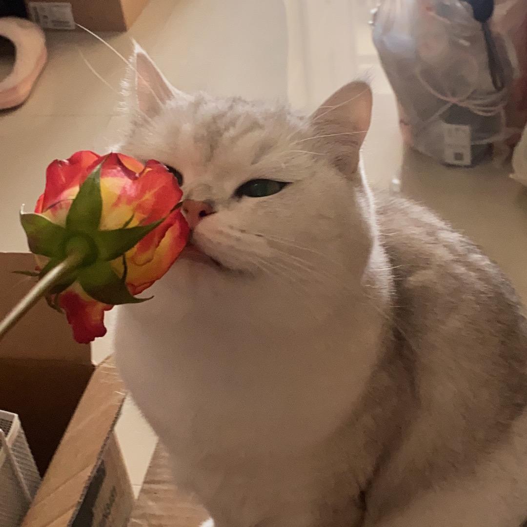 猪猪艾米