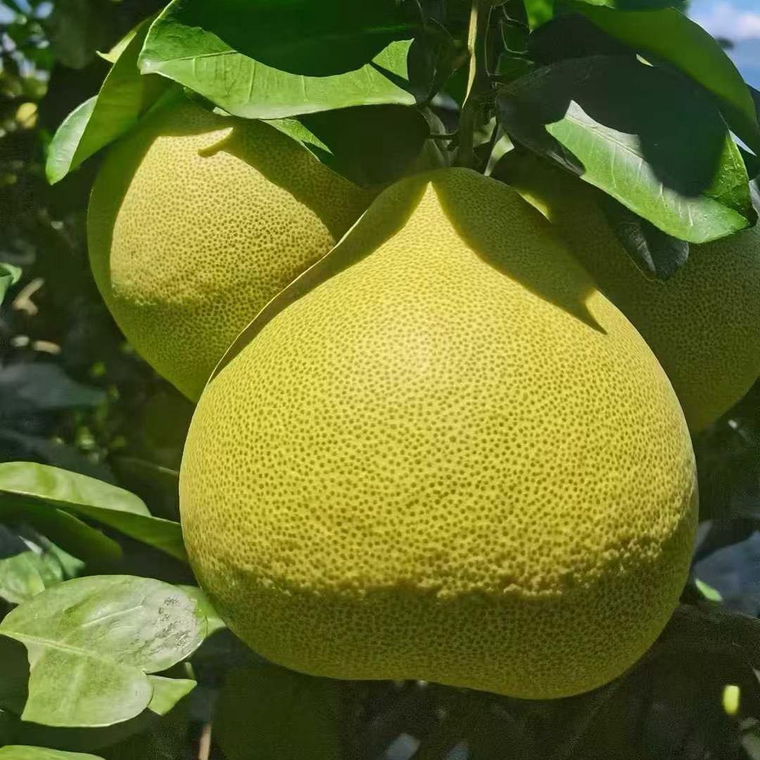 大晶宝贝