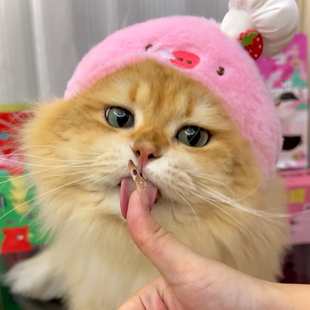 小白吃了嘟
