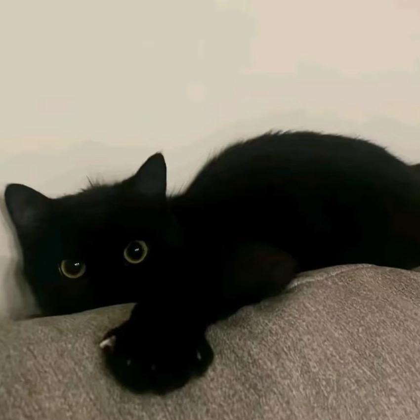 L.
