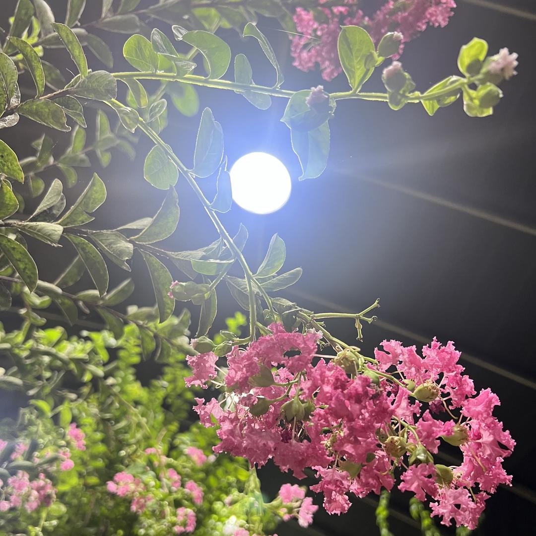 花姐说花园艺花卉