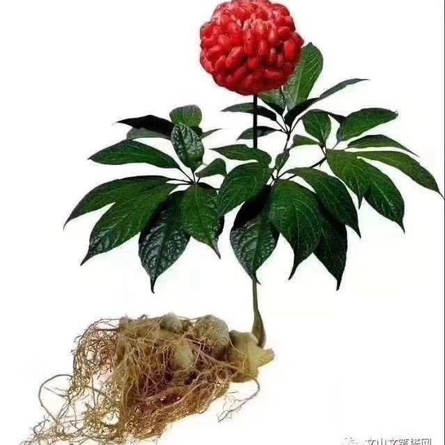 药都安国6688