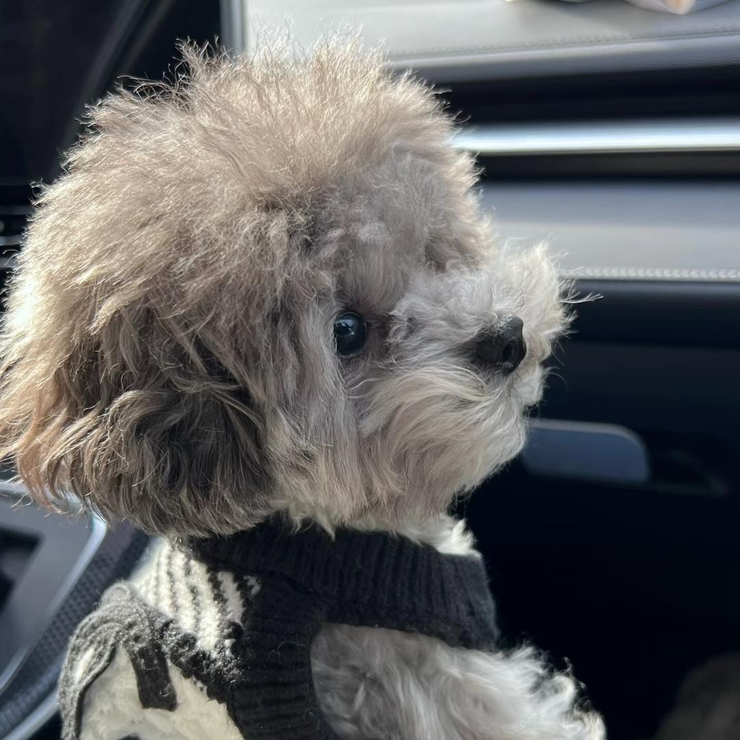 泰迪犬舍（买🐶私聊）