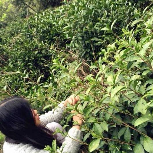 黄山小张茶业
