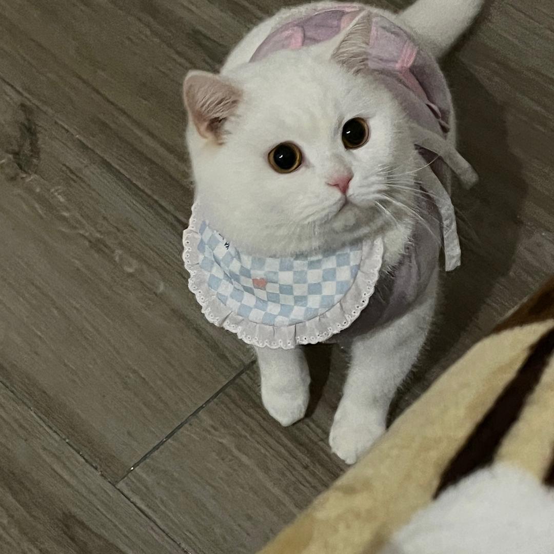 🐯张元宝呀！