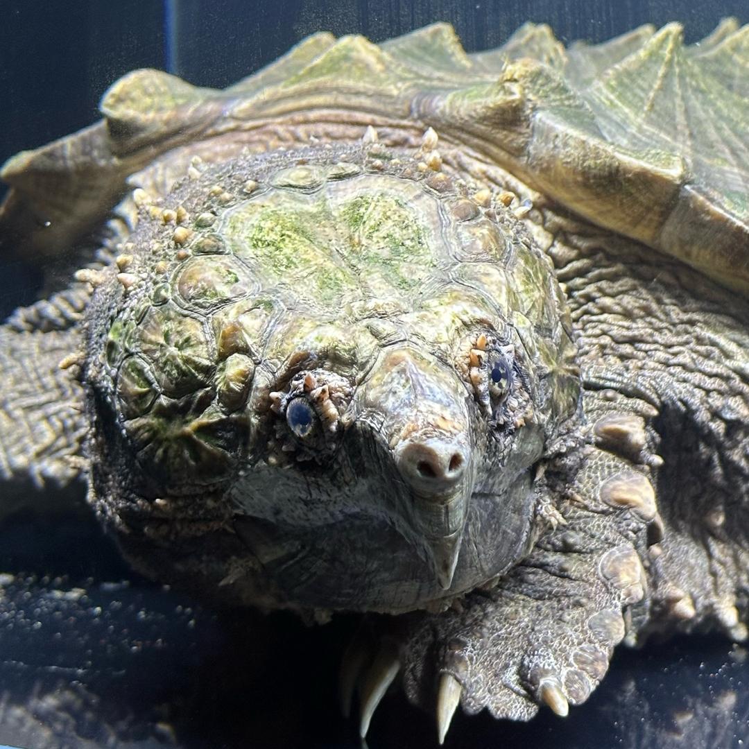 佛从心中留（直播号）