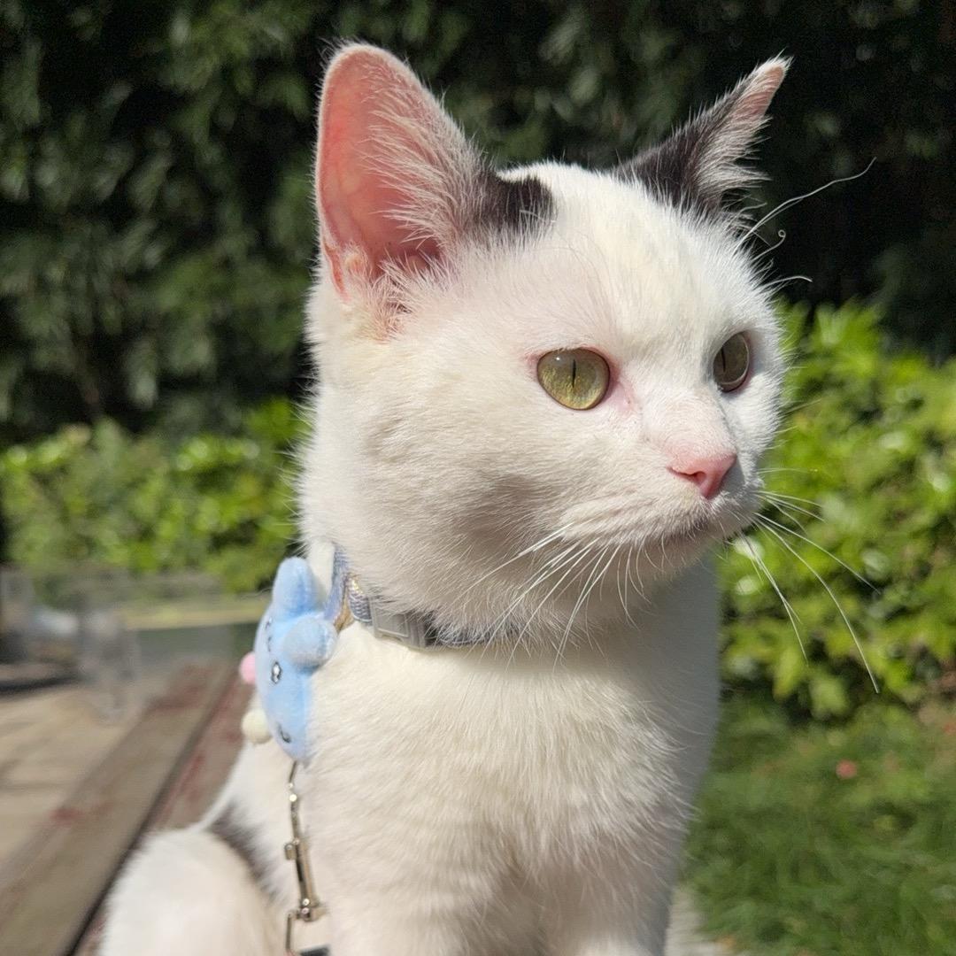 岳阳猫姐（养成系）