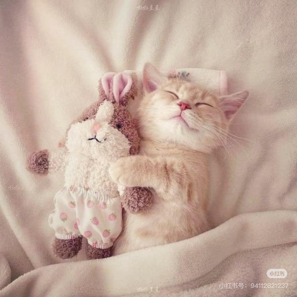 豆子豆子（三角洲行动）