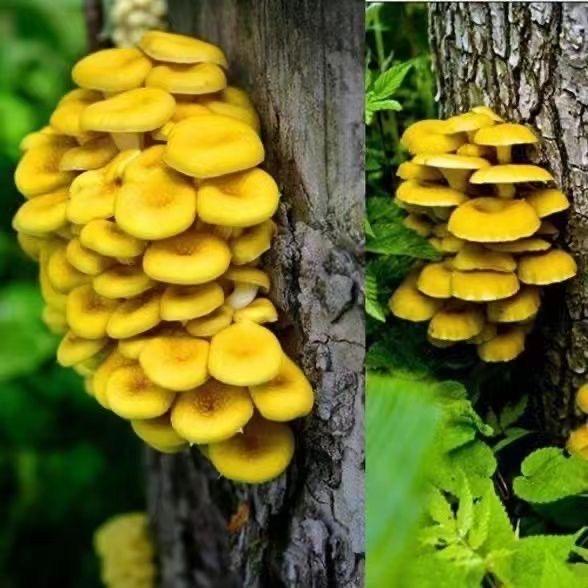 大山里的绿色食品
