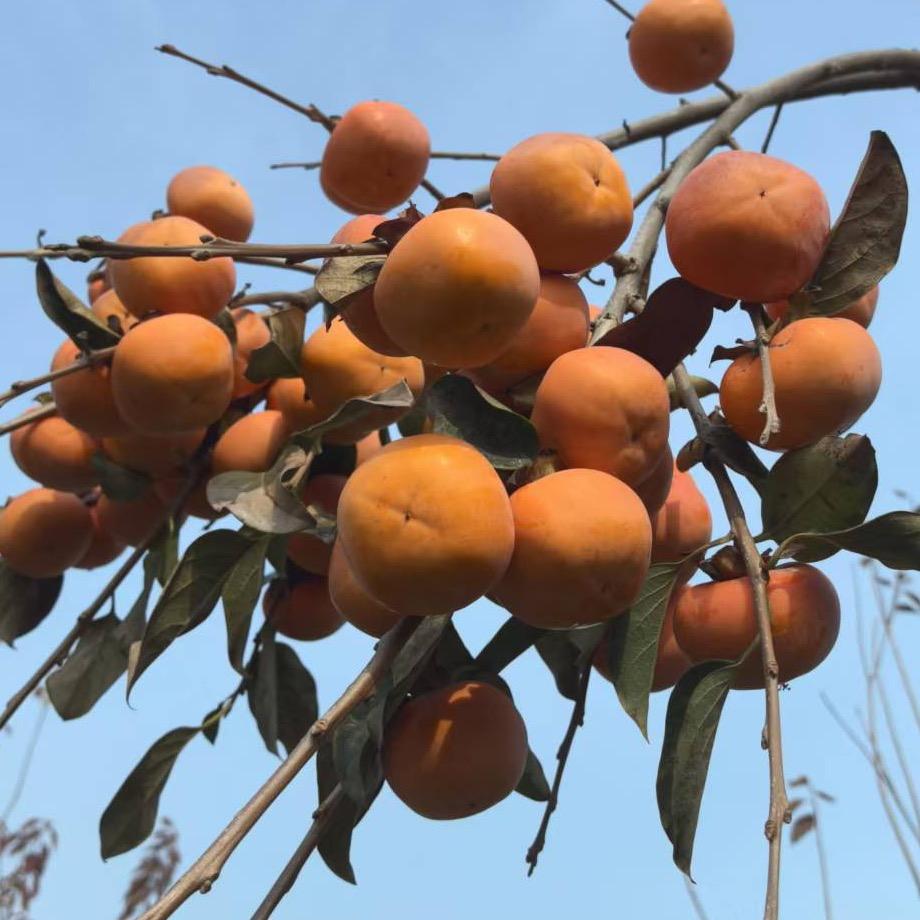 源汇区空冢郭乡大庙王村赵财柿子园