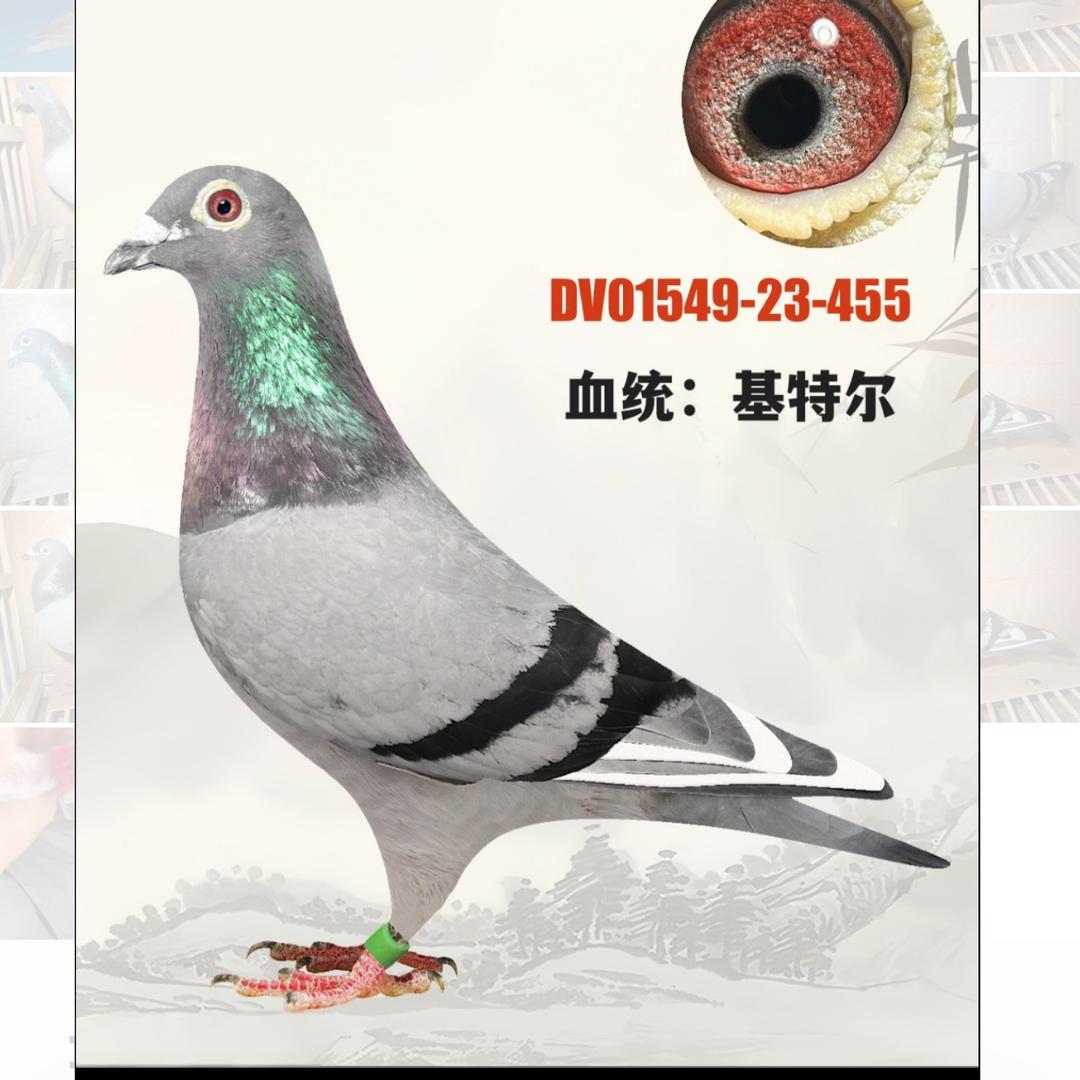 起源鸽舍