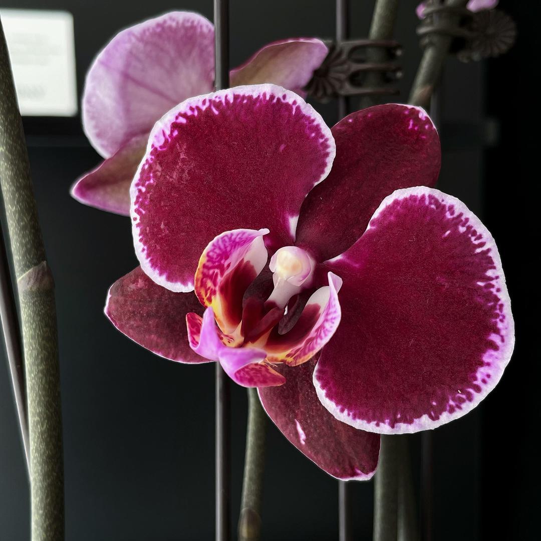 花仙子的花花世界