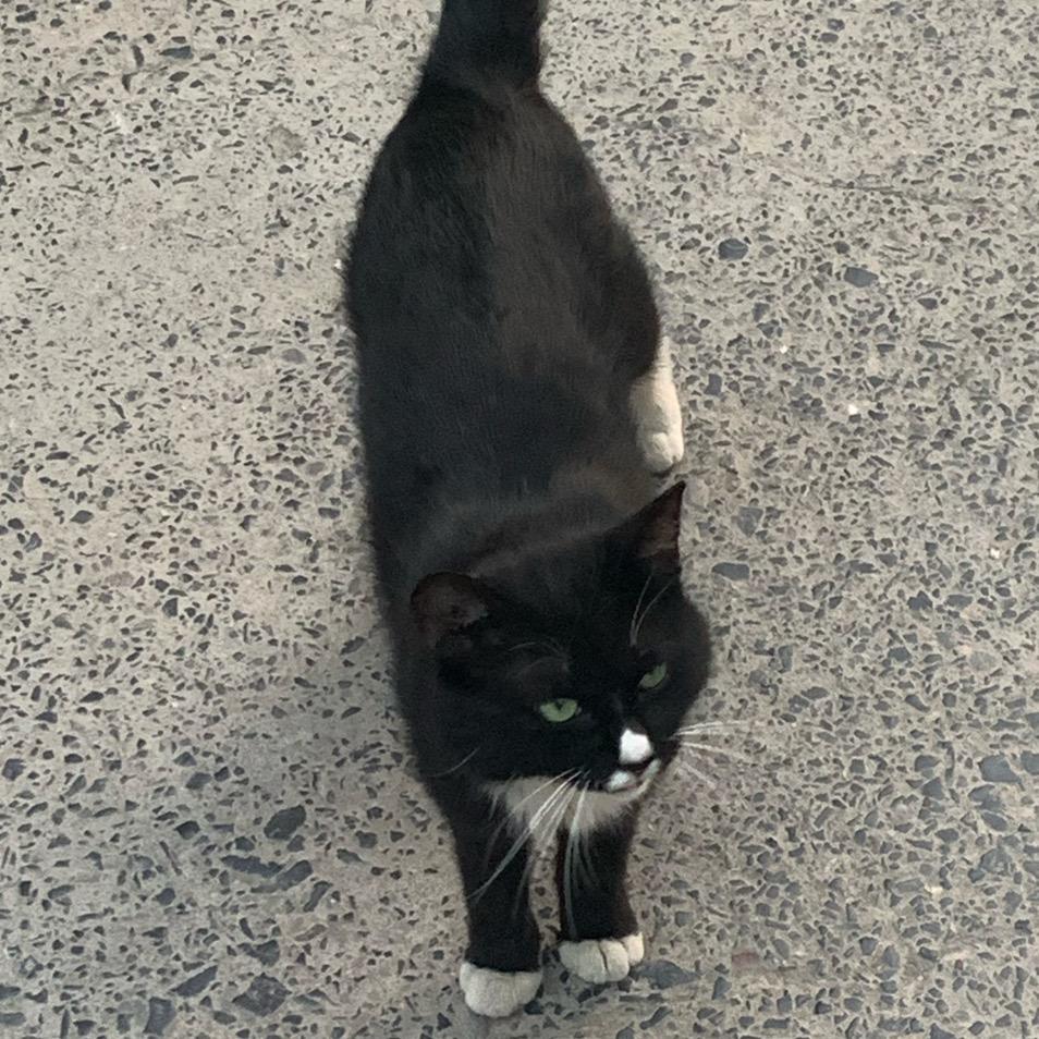 猫爱吃鱼