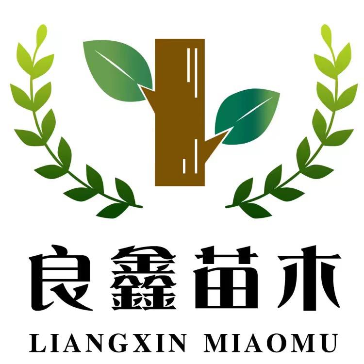 良鑫苗木