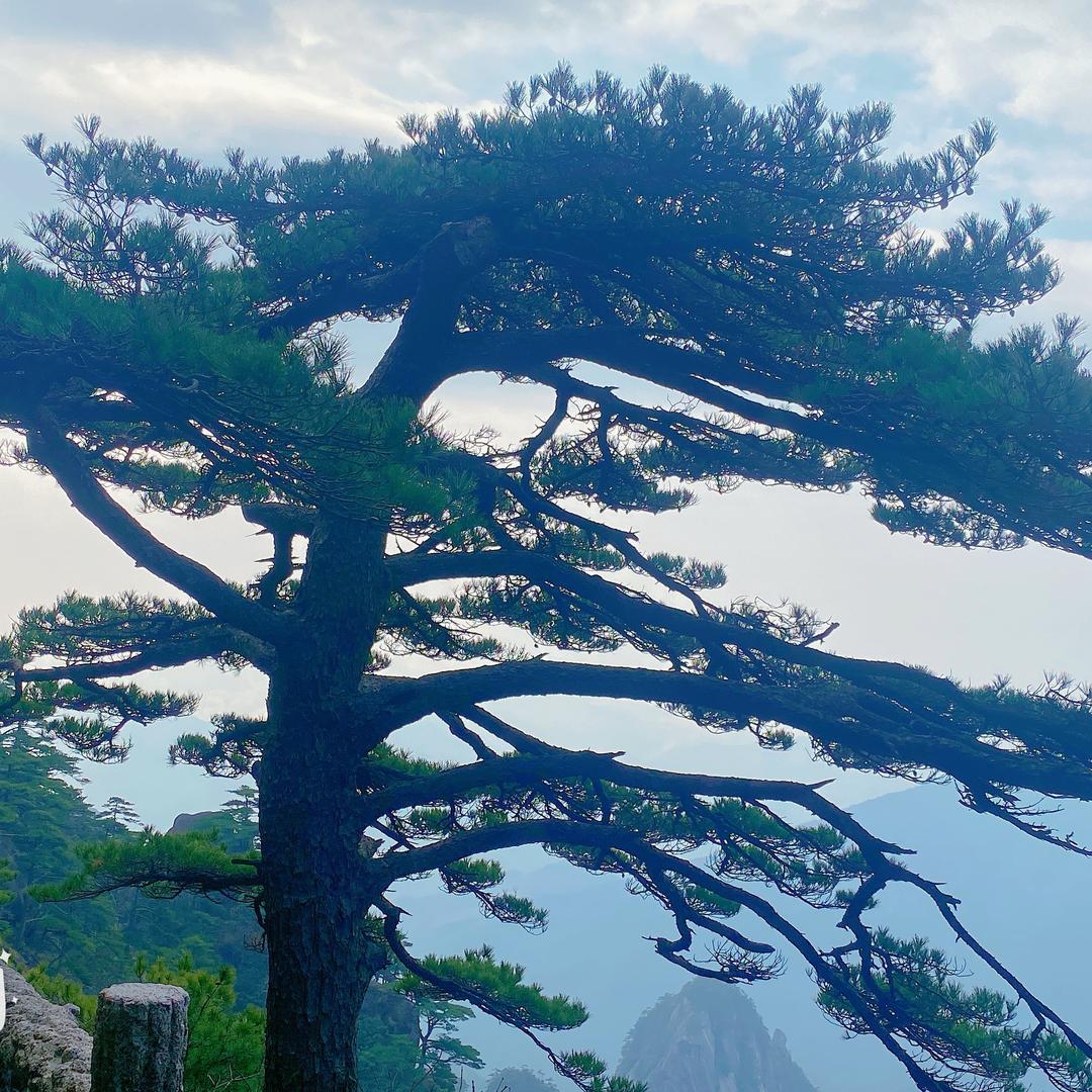 独闯江湖的小女子