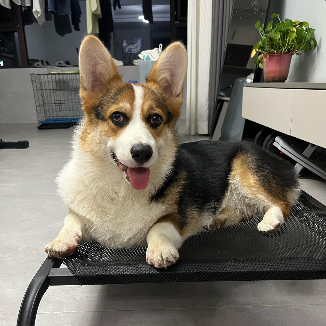 ෆ 福猪猪(ˇ◕🐽◕ˇ)