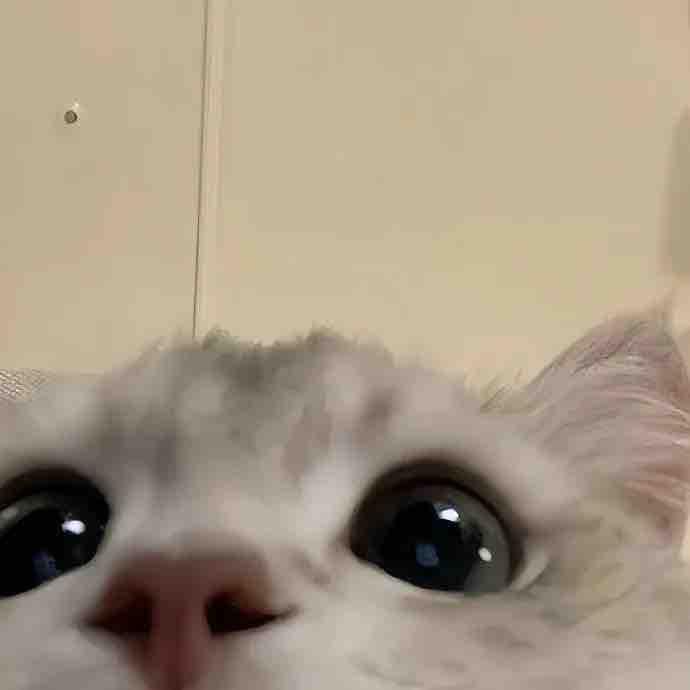 扁桃仁👓
