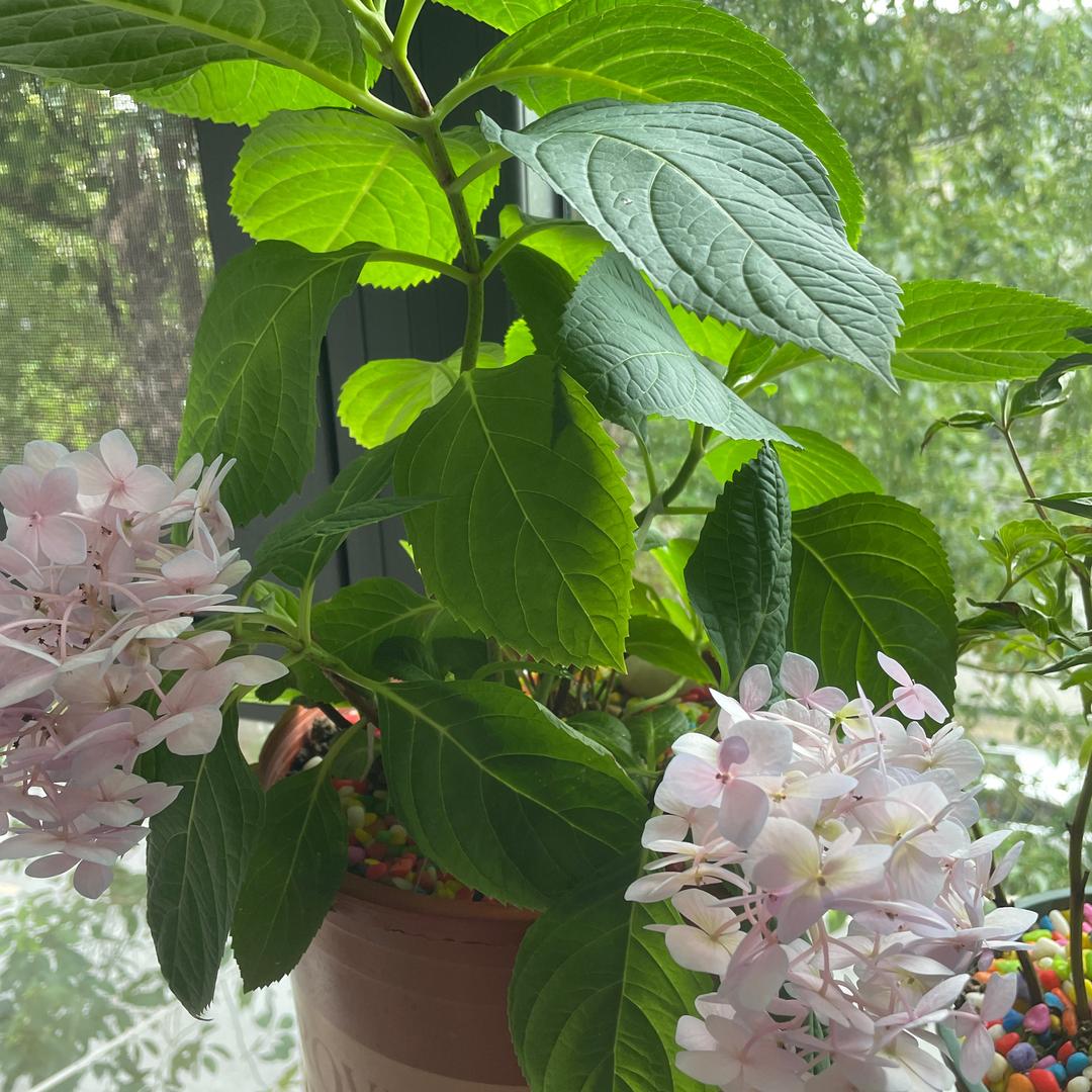 芳姐🍀